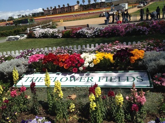 Carlsbad Flower Fields Are In Full Bloom 2015