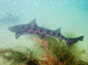 It’s Time To Swim With The “Sharks”! Leopard Sharks Are At La Jolla Shores!
