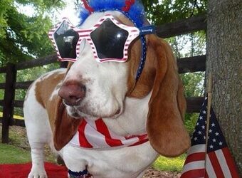 Pet Safety On 4th Of July